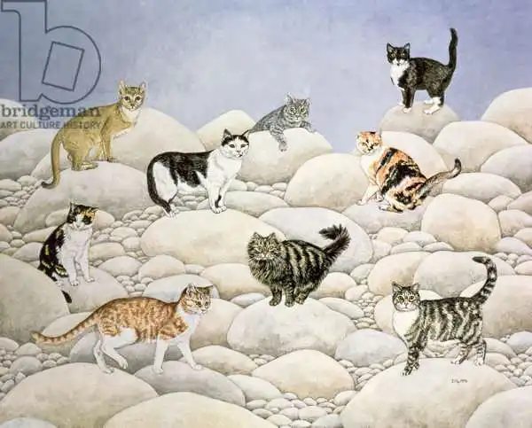 Ditz: Chats de la vallée de Lynn