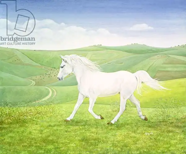 Ditz: El caballo paisajista