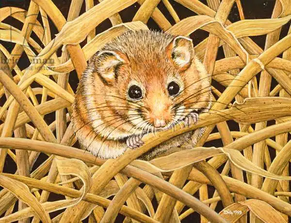 Ditz: Edible Dormouse