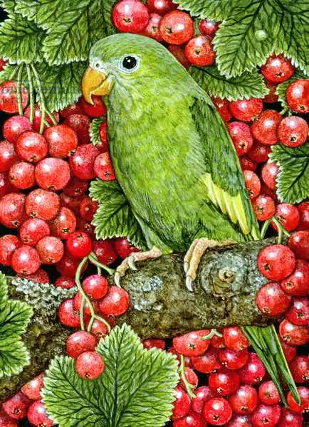Ditz: Ribes rosso-Farakeet