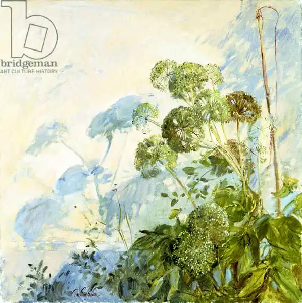 Easton, Timoth: Angelica Shadows