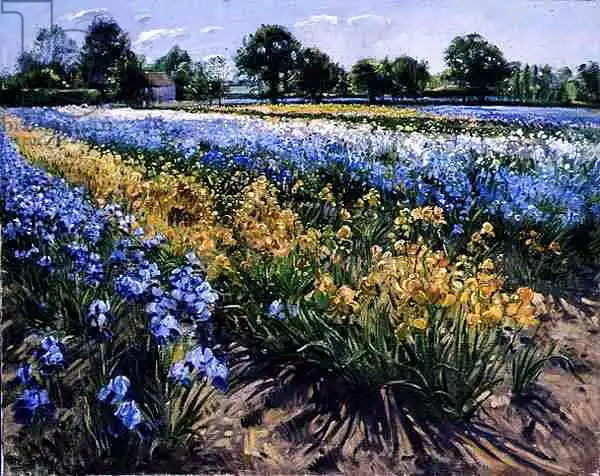 Easton, Timoth: Iris à Burgate