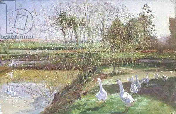 Easton, Timoth: Willow and Geese