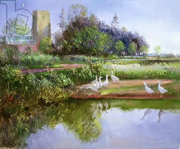 Easton, Timoth: Geese at Sundown
