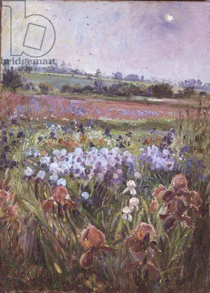 Easton, Timoth: Irises and Emerging Sun