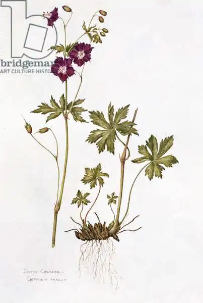 Everett, Diana: Dusky Cranesbill