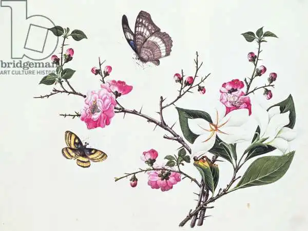Chinese school (19th century): Japonica, Magnolien und Schmetterlinge