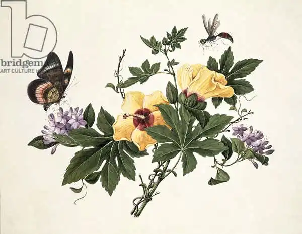 Chinese school (19th century): Hibiskus und Schmetterling