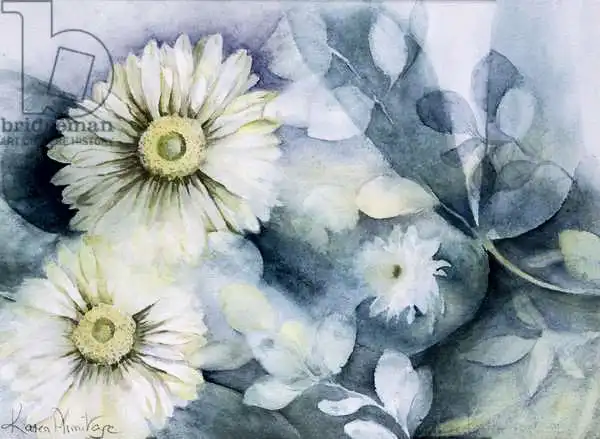 Armitage, Karen: Gerbera Jameson II
