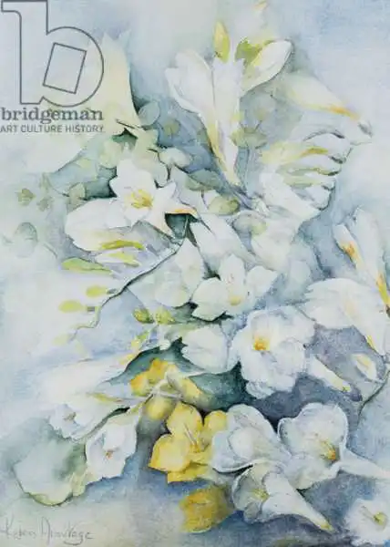Armitage, Karen: Freesia Eldus, Géant blanc