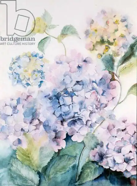 Armitage, Karen: Hortensia, vague bleue I