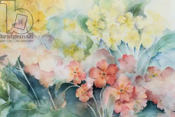 Armitage, Karen: Polyanthe, hybrides mixtes