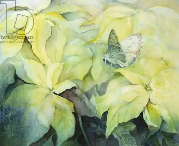 Armitage, Karen: Cream Poinsettia with butterfly