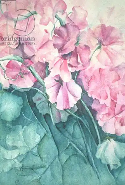 Armitage, Karen: Piselli dolci, Orgoglio rosa (verticale)