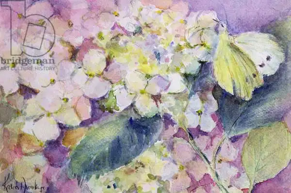 Armitage, Karen: Farfalla giallo pallido, Colias Hyale su ortensia