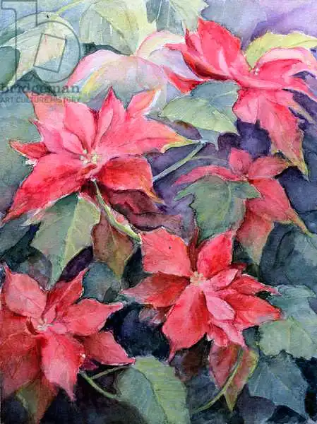 Armitage, Karen: Poinsettia