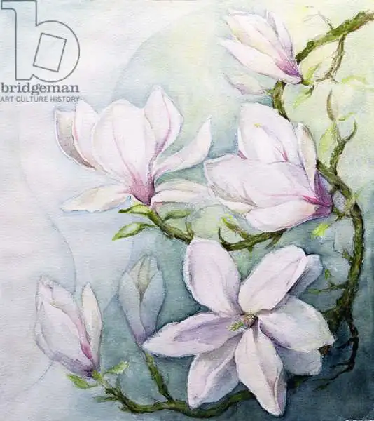 Armitage, Karen: Magnolias