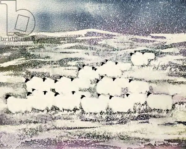 Kennett, Suzi: Sheep in Winter