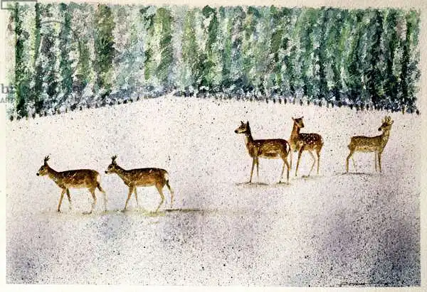 Kennett, Suzi: Deer in Snow