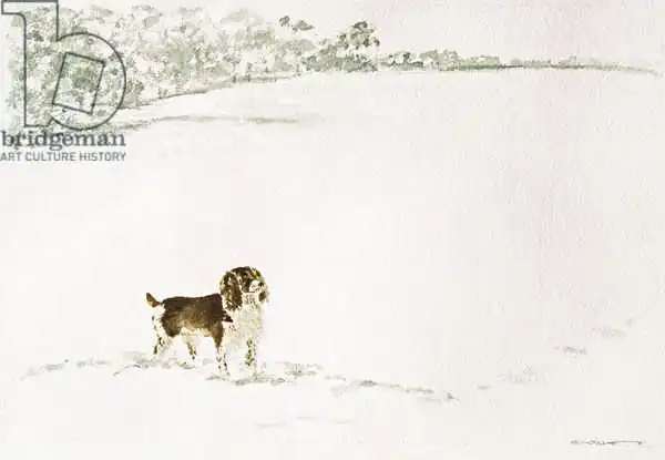 Kennett, Suzi: Springer Spaniel in the Snow