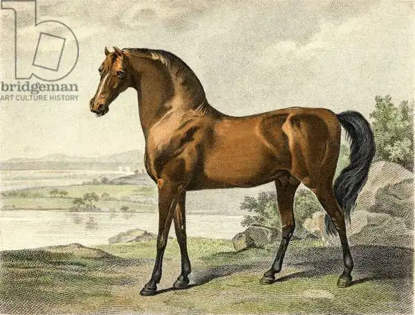 Stubbs, George: Arabe de Warren Hastings