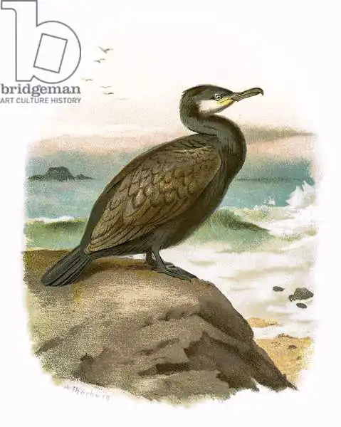English school (20th century): Cormorán