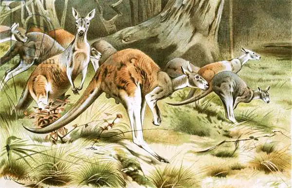 Wilhelm Kuhnert The red kangaroo Animals Romantism Fine art