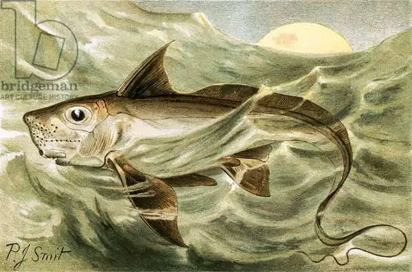 Smit, Joseph: Chimaera