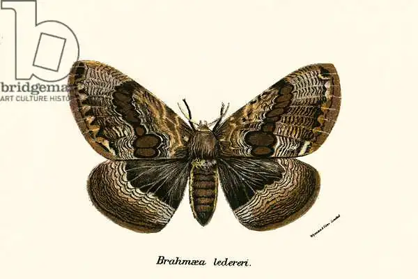 English school (19th century): Schmetterlinge