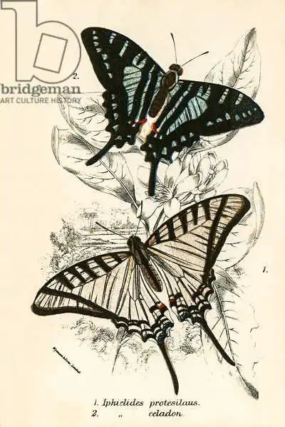 English school (19th century): Schmetterlinge: 1. iPhiclides protesilaus 2. iphiclides celadon