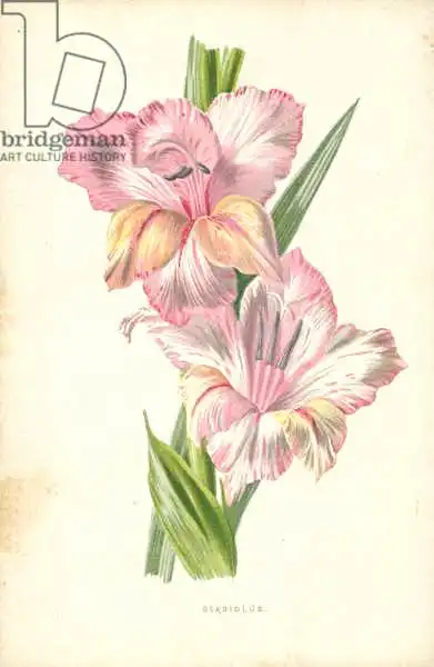Hulme, Frederick Edward: Gladiolo