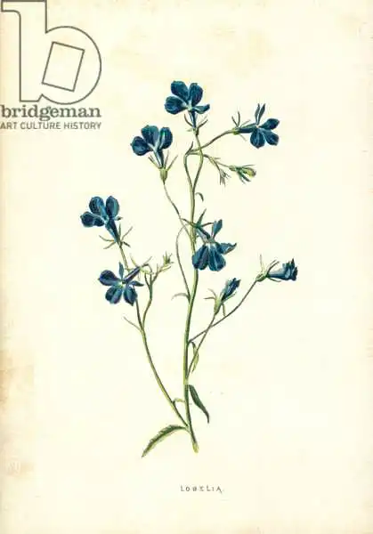 Hulme, Frederick Edward: Lobelia