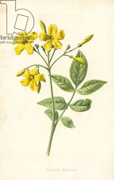 Hulme, Frederick Edward: Jazmín amarillo