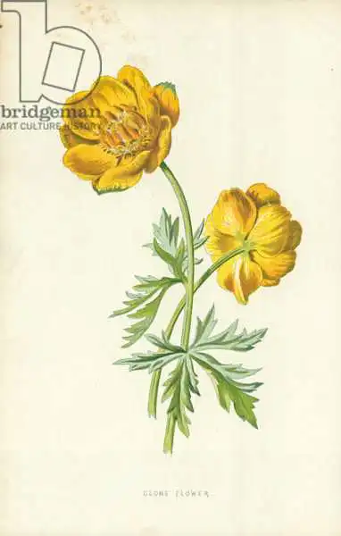 Hulme, Frederick Edward: Flor del globo