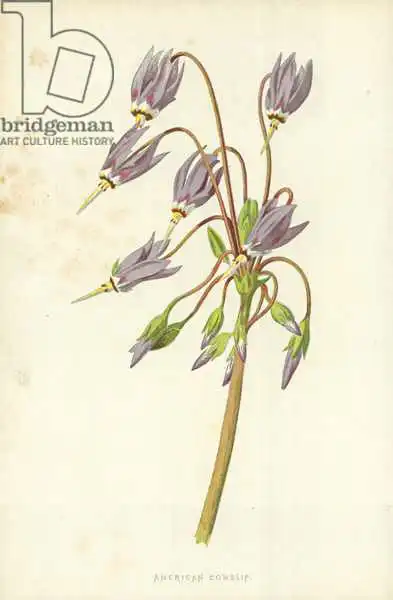 Hulme, Frederick Edward: Cowslip americano