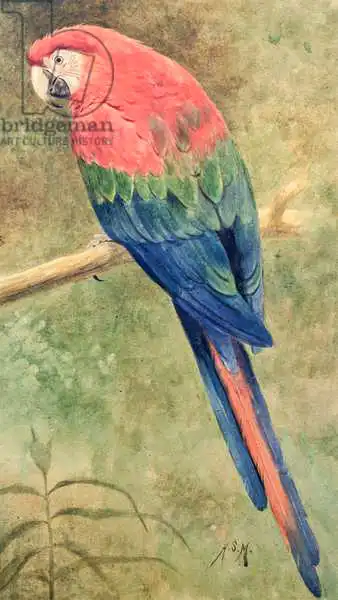 Marks, Henry Stacey: Red and Blue Macaw