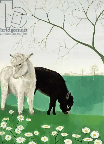 Rowe, Maggie: Donkeys and Daisies