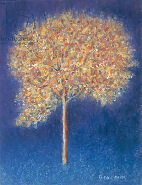 Davidson, Peter: Tree in Blossom