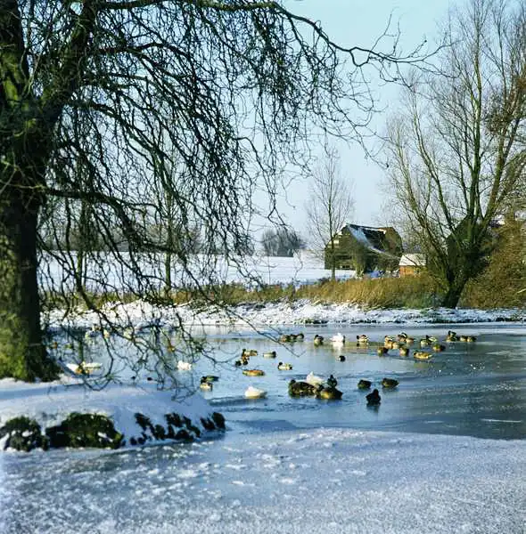 Unknown: Duck Pond in Winter near Finchingfield, Essex