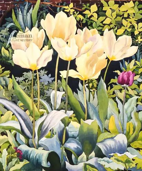 Ryland, Christophe: Tulipes pâles