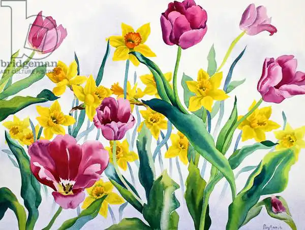 Ryland, Christophe: Jonquilles et tulipes