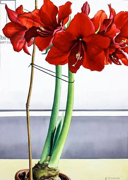 Ryland, Christophe: Amaryllis rouge 2
