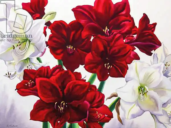 Ryland, Christophe: Amaryllis rouge et blanc