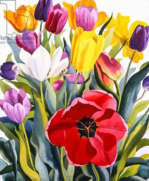 Ryland, Christophe: Tulipes