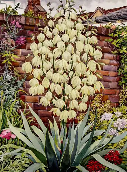 Ryland, Christophe: Yucca à fleurs