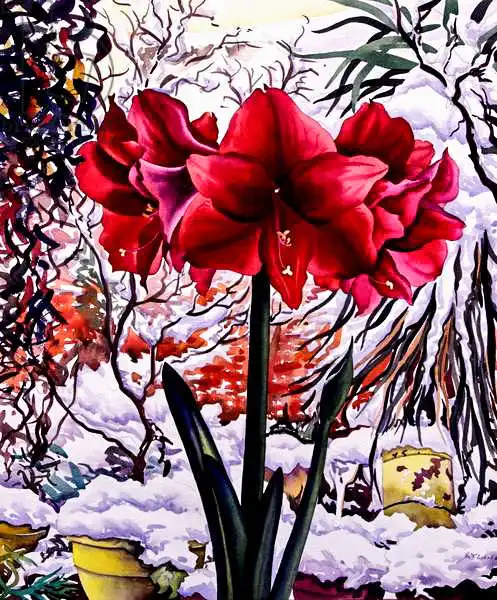 Ryland, Christophe: Amaryllis par fenêtre de neige