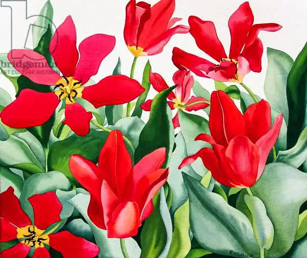 Ryland, Christophe: Tulipes shakespeare