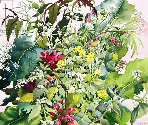 Ryland, Christophe: Fleurs sauvages avec du confrey et de la campion