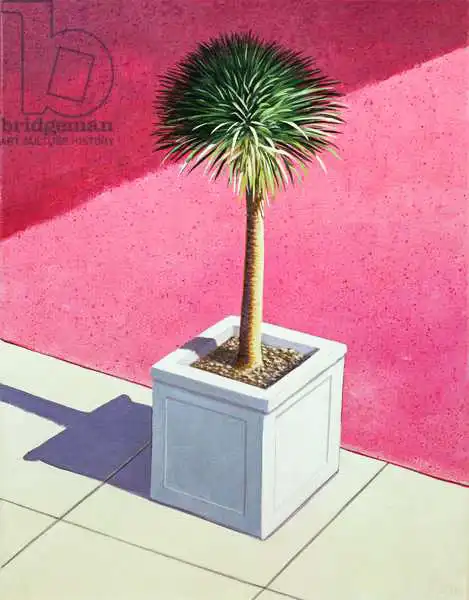 Seligman, Lincol: Small palm