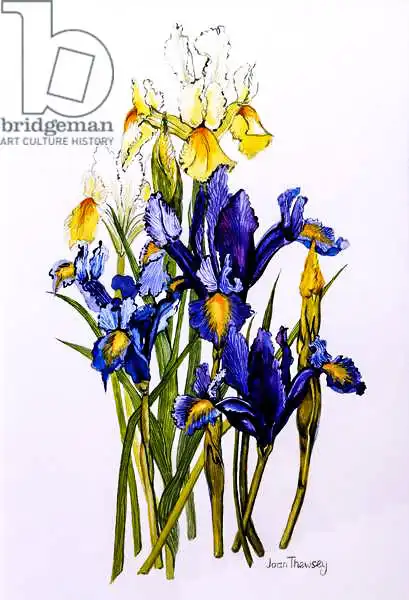 Thewsey, Joa: Three Purple and Two Yellow Iris with Buds